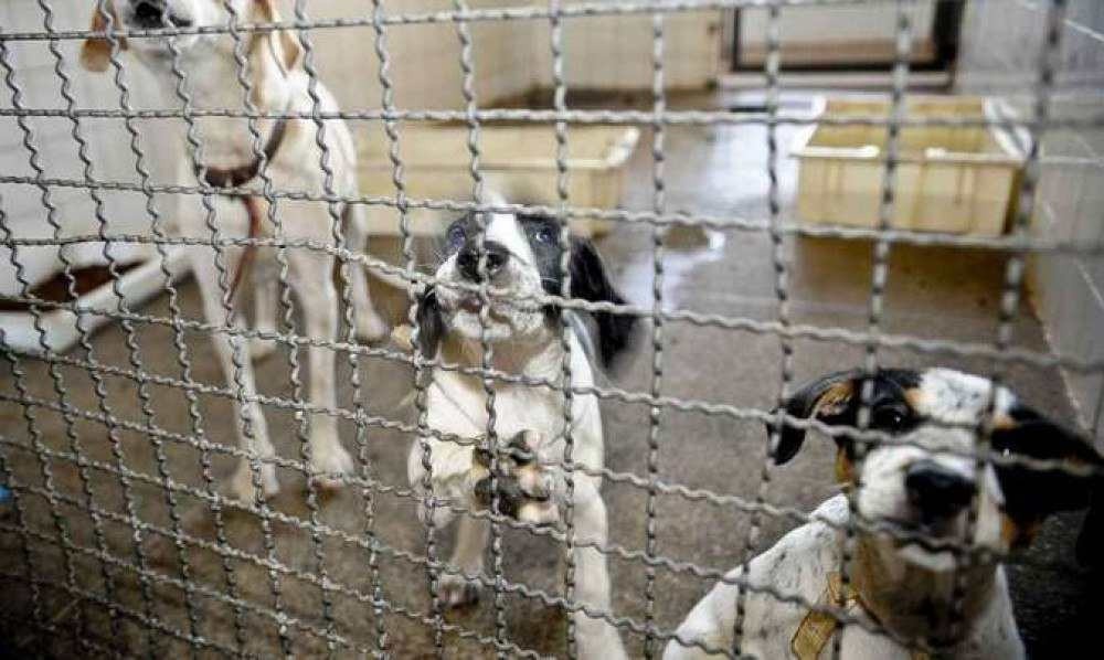 Projeto prevê desconto no IPTU para quem adotar cães e gatos