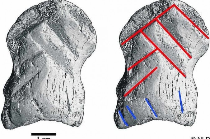 Osso de um cervo esculpido há 51 mil anos por Osso de um cervo esculpido há 51 mil anos por