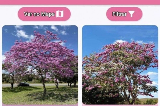 A ideia do aplicativo é ajudar a população a encontrar ipês formosos para programar um passeio ou apenas para fazer um registro legal -  (crédito: Reprodução)