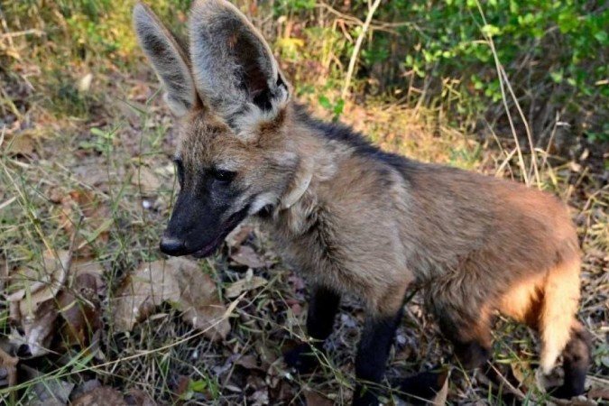Pequi é a única da ninhada a ser solta na região do Distrito Federal e será acompanhada por especialistas - (crédito: Divulgação/Zoológico Brasília) Pequi é a única da ninhada a ser solta na região do Distrito Federal e será acompanhada por especialistas - (crédito: Divulgação/Zoológico Brasília)