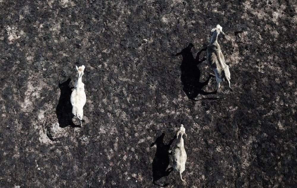 25/10/2017. Brasil. Brasilia - DF. Bovinos na area de incendio no Parque Nacional Chapada dos Veadeiros, em Alto Paraiso - GO.