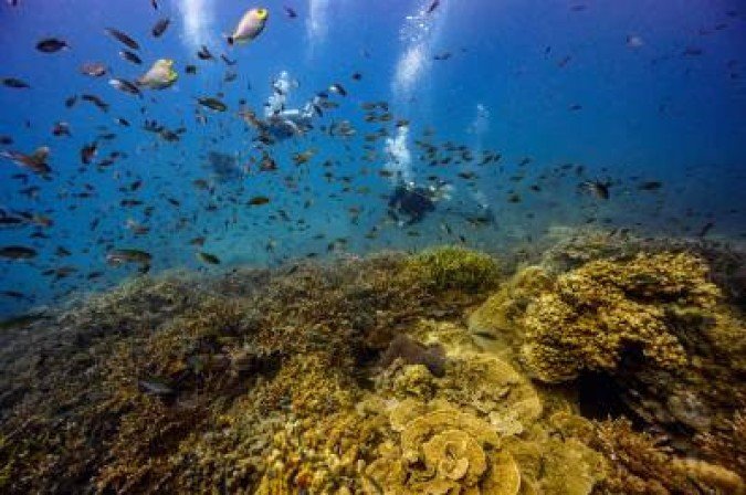 O fundo é para a conservação e restauração dos recifes de coral - (crédito: LILLIAN SUWANRUMPHA/AFP) O fundo é para a conservação e restauração dos recifes de coral - (crédito: LILLIAN SUWANRUMPHA/AFP)