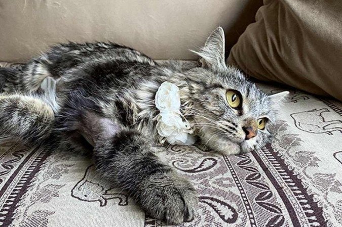  (crédito: Reprodução)