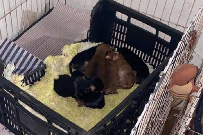  (crédito: MPMG/Divulgação)