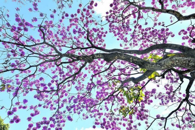 Floração do ipê-roxo dá um charme especial a Brasília