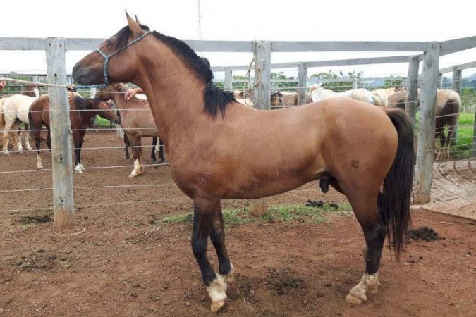 O animal é fundamental na terapia de ajuda a crianças deficientes - (crédito: Arquivo Pessoal ) O animal é fundamental na terapia de ajuda a crianças deficientes - (crédito: Arquivo Pessoal )