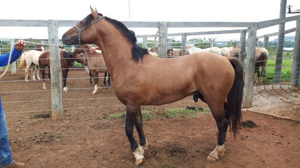 Cavalo que ajuda crianças em equoterapia desaparece em Planaltina