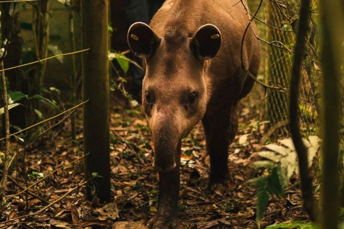  (crédito: João Pedro Stutz/Projeto Guapiaçu)