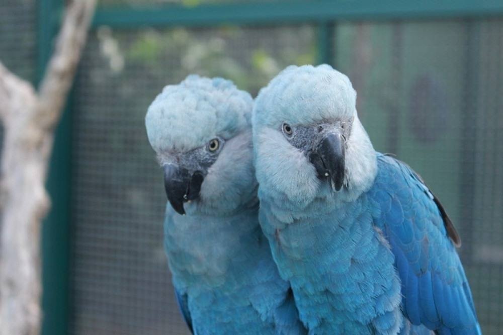 Filhotes de ararinhas-azuis nascem no Brasil após 20 anos de extinção