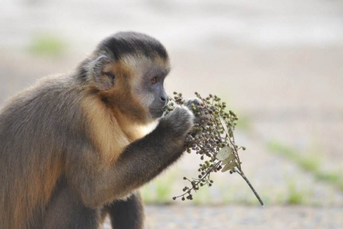 Macaco Branco: comunidade tomada pelo mato - Grupo A Hora