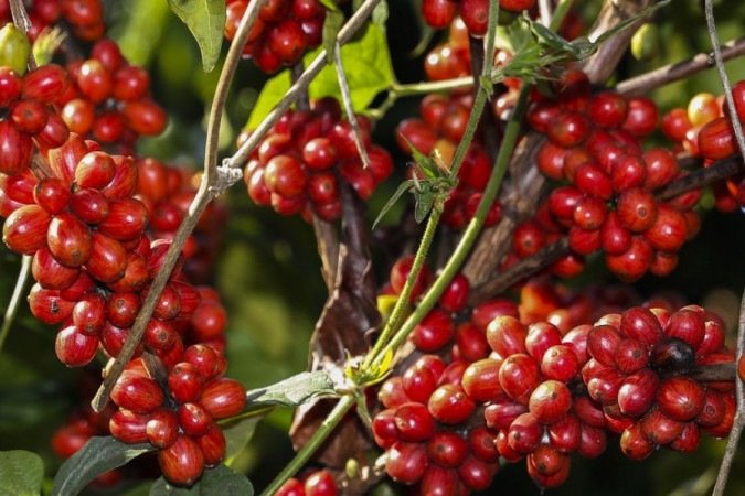  (crédito: Valter Campanato/AgÃªncia Brasil)