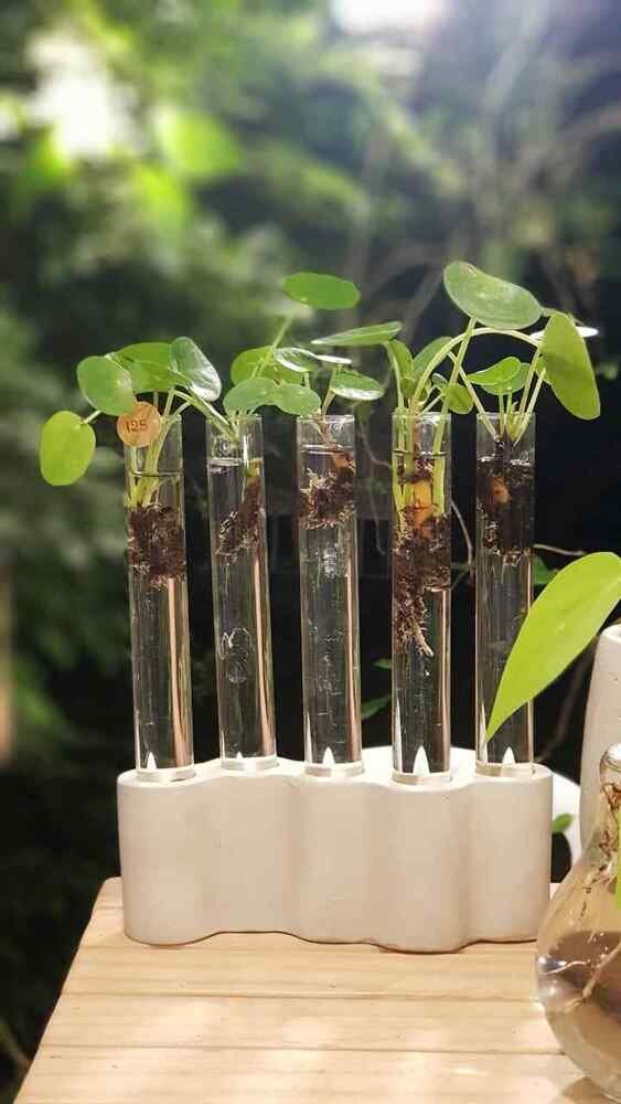 Concrete Jungle, da Aracne, na Vitrine Feira Autoral. Arranjo hidropônico pensado para quem tem pouco espaço ou pouco tempo para cuidar das verdinhas ou para quem quer uma decoração diferente e cheia de vida (R$ 125)