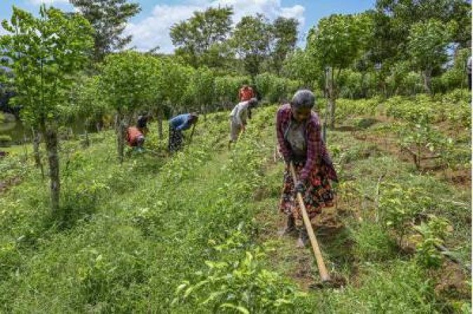 Atualmente, elas produzem mandioca, banana e abacate. Para montar o CSA, vão ampliar a produção para jiló, berinjela, tomate cereja, rúcula, cebolinha.
- (crédito: ISHARA S. KODIKARA) Atualmente, elas produzem mandioca, banana e abacate. Para montar o CSA, vão ampliar a produção para jiló, berinjela, tomate cereja, rúcula, cebolinha.
- (crédito: ISHARA S. KODIKARA)