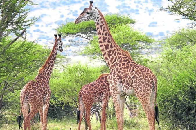 Girafas têm relações sociais complexas que garantem continuidade da espécie
