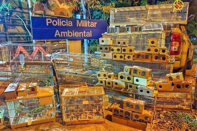  (crédito: Divulgação/PMDF)