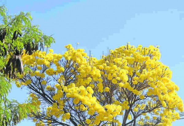 Brasília se encanta com a floração dos ipês amarelos