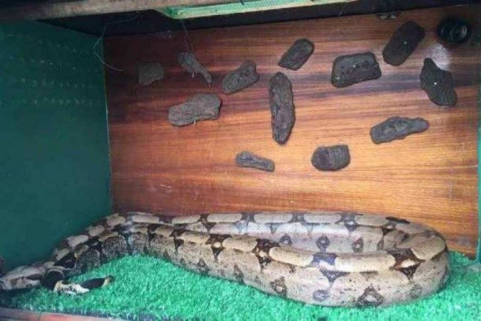  (crédito: Cobra foi apreendida e encaminhada para o Centro de Triagem de Animais Silvestres (Cetas) (foto: PMMG/Divulgação))
