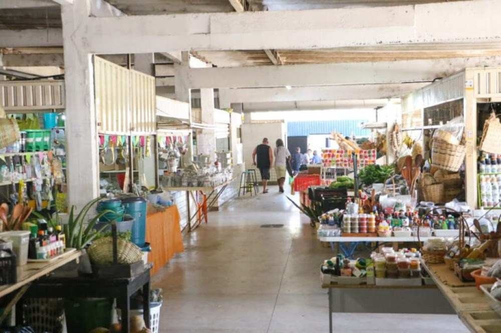 ONG resgata gata que furtava comida e dormia em supermercado do DF