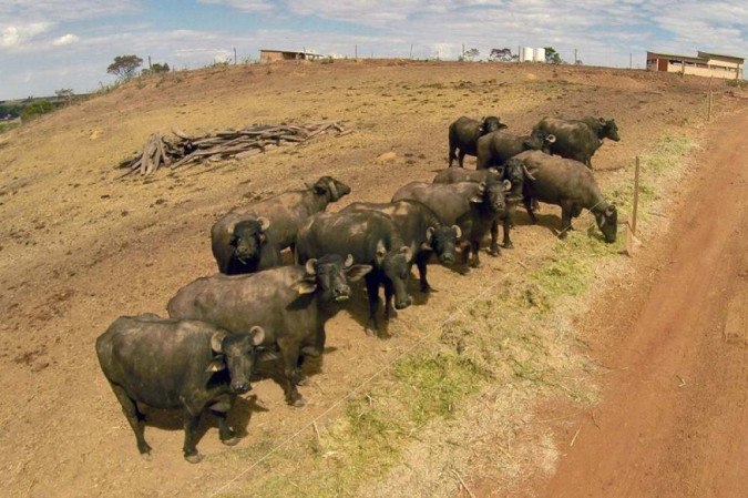 Buffalo Brasil