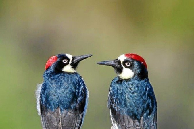  (crédito: Steve Zamek/Divulgação)