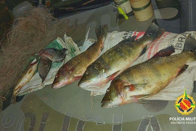 Flagrante ocorreu nessa terça-feira (17/8), em Brazlândia -  (crédito: Divulgação/PMDF )