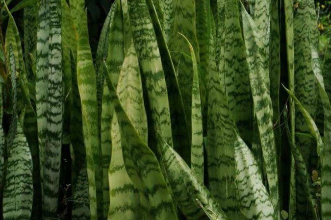 espada de são jorge