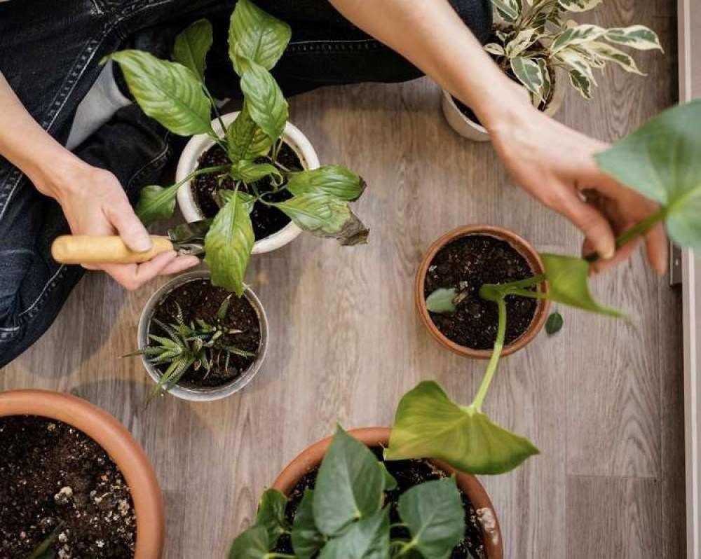 24 Plantas de Sombra Total para Cultivar dentro de Casa