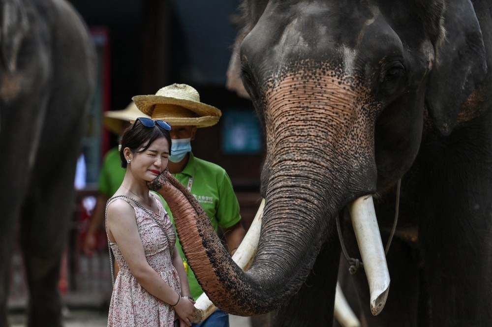 Convivência problemática entre humanos e elefantes na China