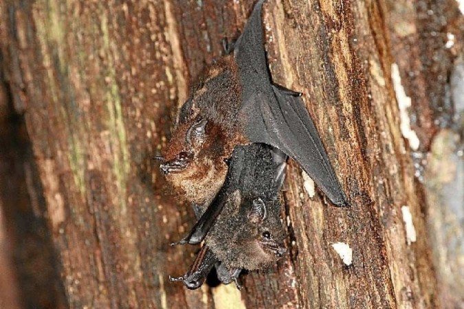  (crédito: Michael Stifter/Divulgação)