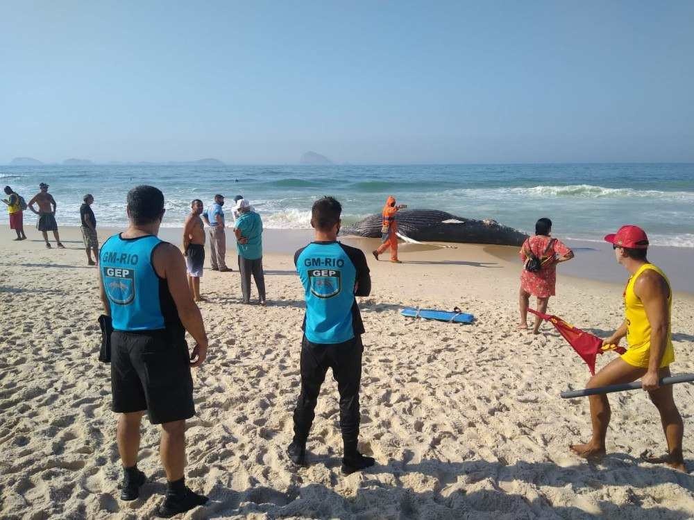 Baleia jubarte de oito metros é encontrada morta em praia do Rio; veja vídeo