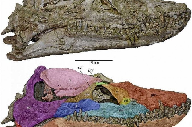 (crédito: Revista Plos One/Divulgação) (crédito: Revista Plos One/Divulgação)