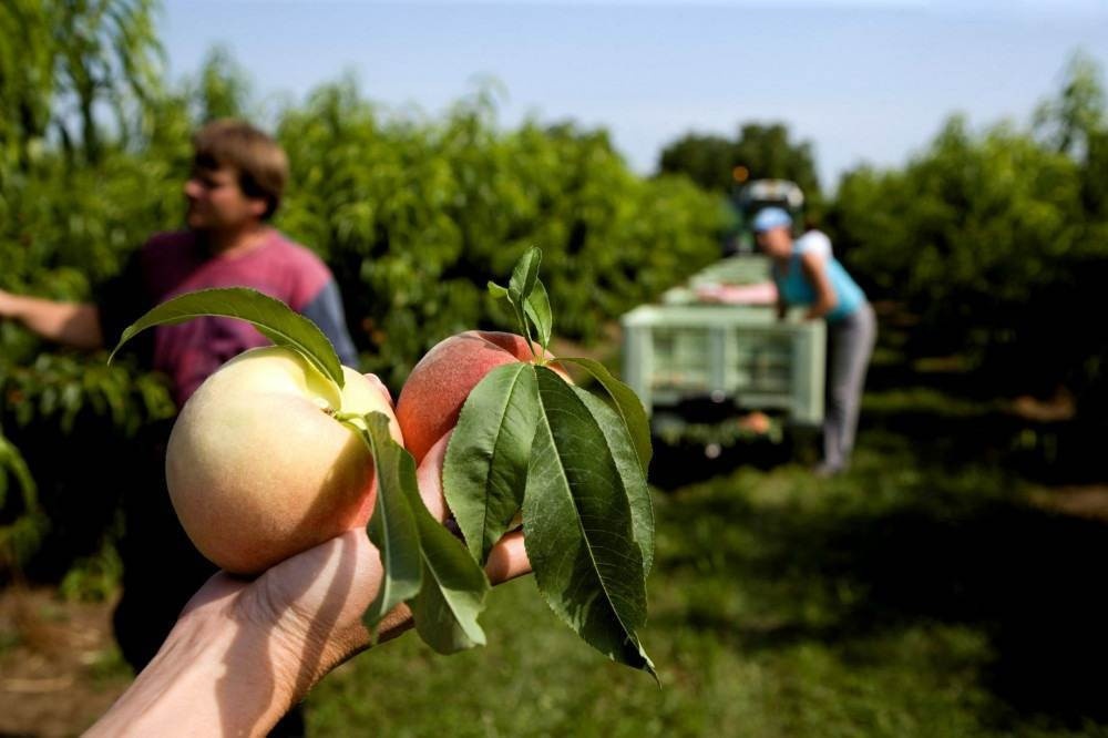 Três estados e DF têm áreas com grande potencial para cultivo do pêssego