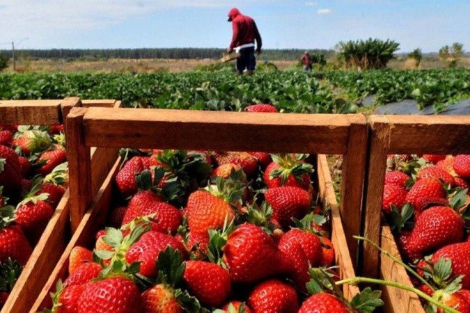 Feira do morango já se tornou evento tradicional em Brazlândia -  (crédito: Victor Hugo)