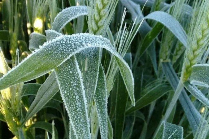  (crédito: Divulgação/Tovese)