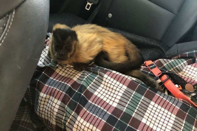 macaco-prego atropelado