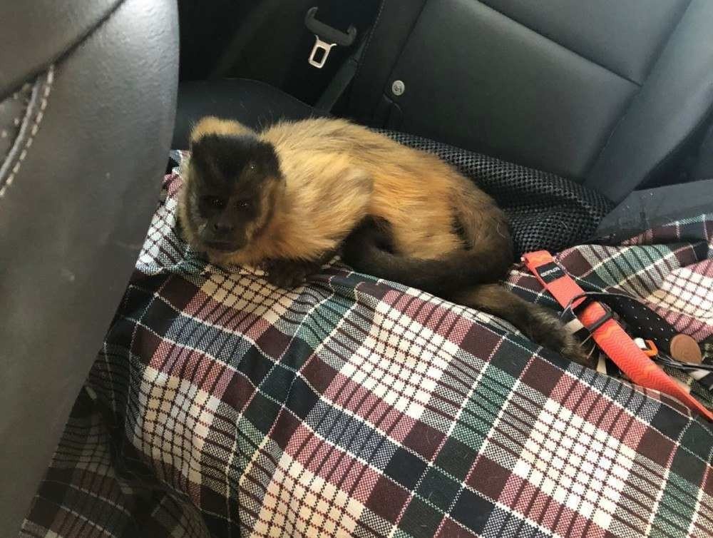 Macaco-prego é atropelado perto do Zoológico após tentar travessia da EPGU
