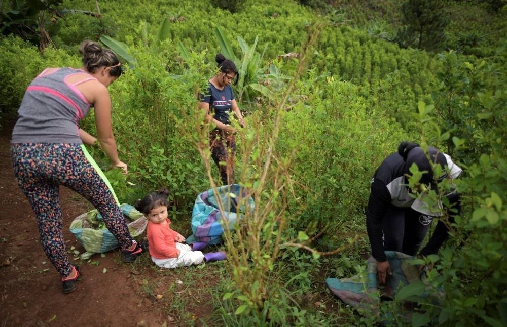 Colombian raspachin -coca leaf collector- Karen Palacios and her daughter work at a coca field in the mountains of El Patia municipality, Cauca department, Colombia, on May 5, 2021. In the mountains and jungles of southwestern Colombia, peasants, migrants and women carrying babies toil determinedly in fields of coca despite the dangers and persecution they suffer, whilst Colombian President Ivan Duque issued a decree to reactivate the use of aerial glyphosate spraying in illicit coca crops.