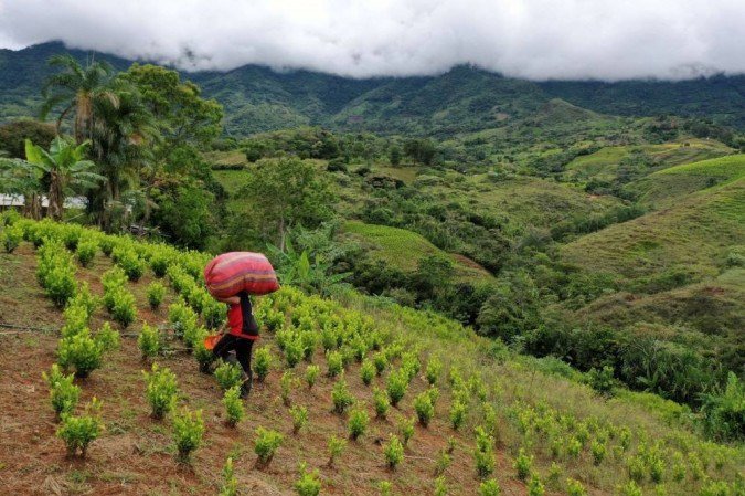 A raspachin -coca leaf collector- works at a coca field in the mountains of El Patia municipality, Cauca department, Colombia, on May 3, 2021. In the mountains and jungles of southwestern Colombia, peasants, migrants and women carrying babies toil determinedly in fields of coca despite the dangers and persecution they suffer, whilst Colombian President Ivan Duque issued a decree to reactivate the use of aerial glyphosate spraying in illicit coca crops. -  (crédito: Raul ARBOLEDA / AFP)