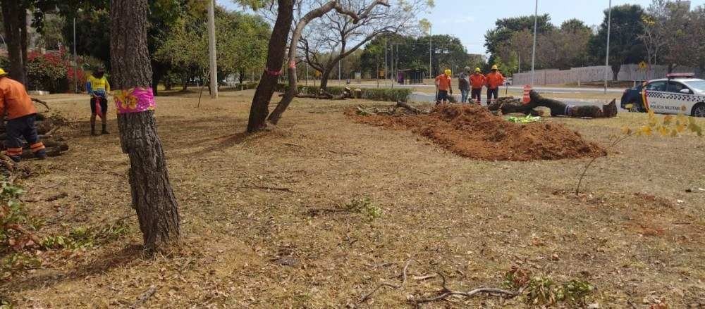 Moradores são contra a derrubada de árvores para construção do viaduto da Epig