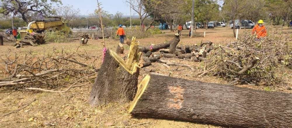Moradores são contra a derrubada de árvores para construção do viaduto da Epig