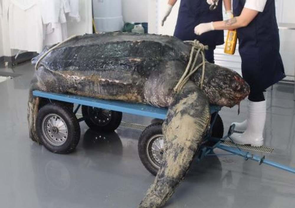 Tartaruga-gigante rara é encontrada encalhada em praia de Santa Catarina