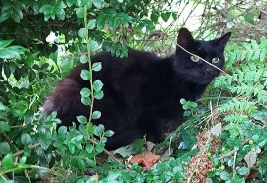 Tamara Longmuir/Facebook/Reprodução