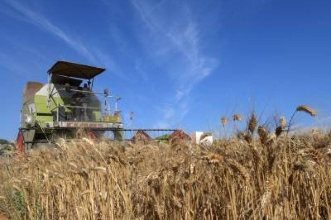 A Tunisian farmer harvests wheat, on June 12, 2021, in the agricultural region of Jedaida, some 30 kilometres (18 miles) northwest of the capital Tunis. Tunisian farmers are turning to the past to ensure a future by planting indigenous seeds as the North African country suffers at a time of drought, disease and climate change. Climate change is causing challenging variations in rainfall, temperature and humidity, creating disease in the crops. (Photo by FETHI BELAID / AFP) - (crédito: FETHI BELAID) A Tunisian farmer harvests wheat, on June 12, 2021, in the agricultural region of Jedaida, some 30 kilometres (18 miles) northwest of the capital Tunis. Tunisian farmers are turning to the past to ensure a future by planting indigenous seeds as the North African country suffers at a time of drought, disease and climate change. Climate change is causing challenging variations in rainfall, temperature and humidity, creating disease in the crops. (Photo by FETHI BELAID / AFP) - (crédito: FETHI BELAID)