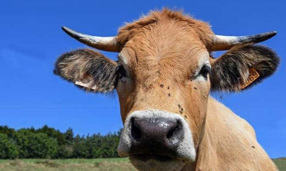 Governo suspende exportações de carne para a China após caso de 'vaca louca'