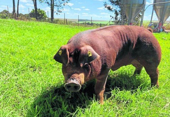 Fazenda Miunça/Divulgação