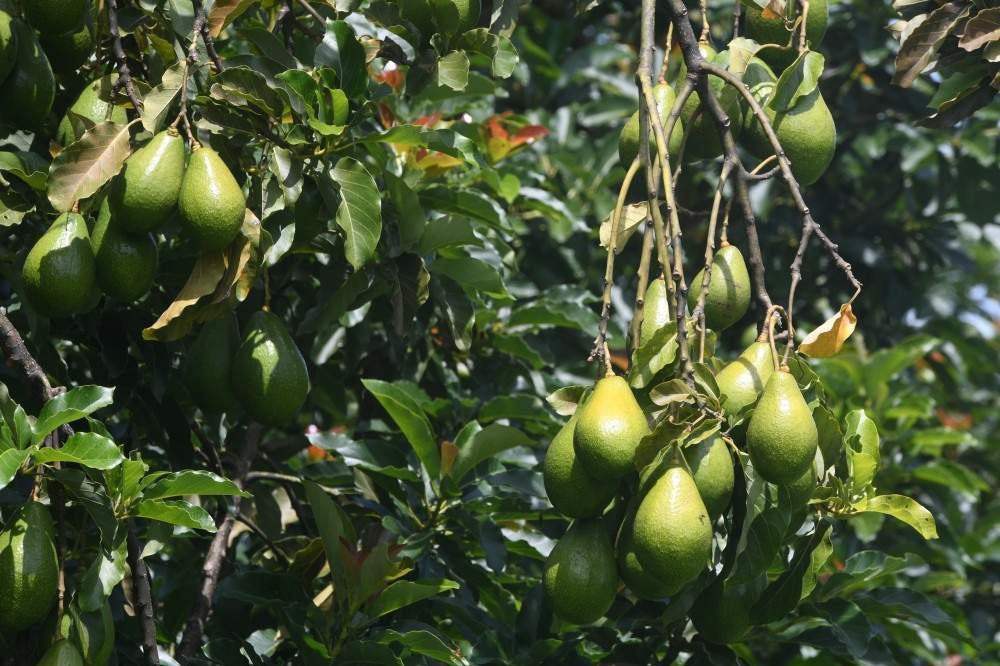 Abacate redistribui a gordura abdominal, mostra estudo