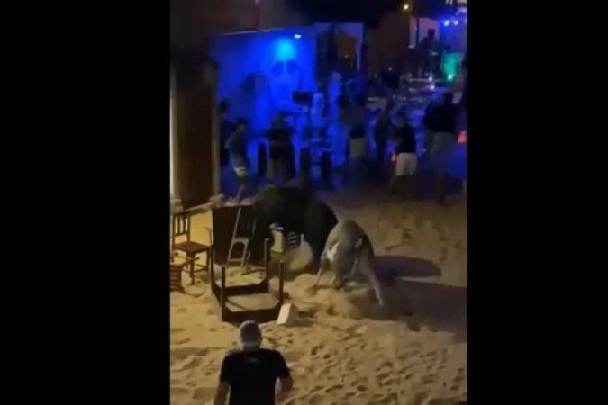 Os animais avançam um contra o outro e vão empurrando o que tem pela frente -  (crédito: Reprodução)