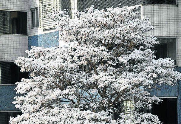 Floração dos ipês-brancos dura de cinco a sete dias