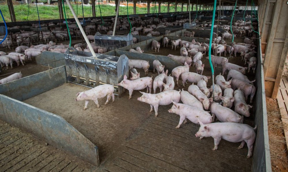 Brasil abate 13,04 milhões de cabeças de suínos no segundo trimestre