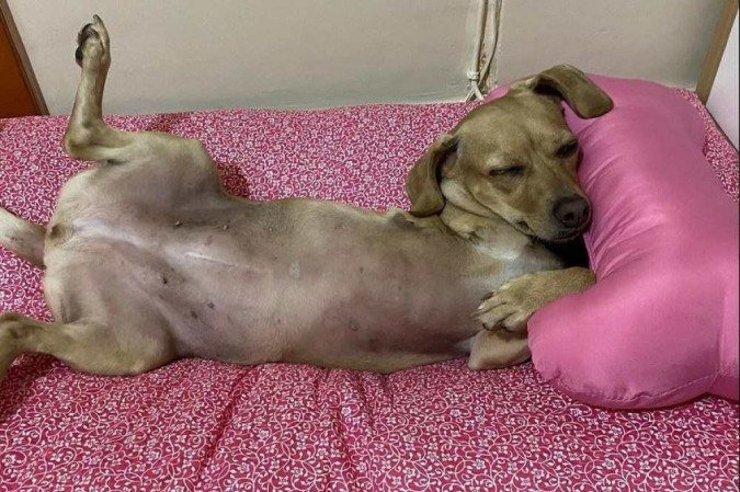 A tutora da vira-lata Valentina leva a caminha e outros itens da cadela para lavar em uma lavanderia especializada em animais -  (crédito: Arquivo pessoal)